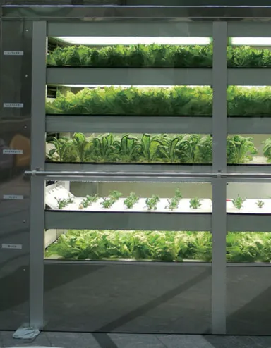 「未来の畑＝植物工場」