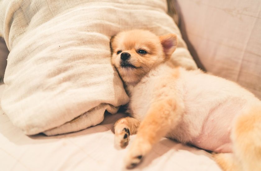 3人に2人がペットと一緒に「おやすみ」