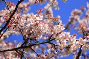 四季折々の花が咲くガーデン　冬　カンザクラ1-2月