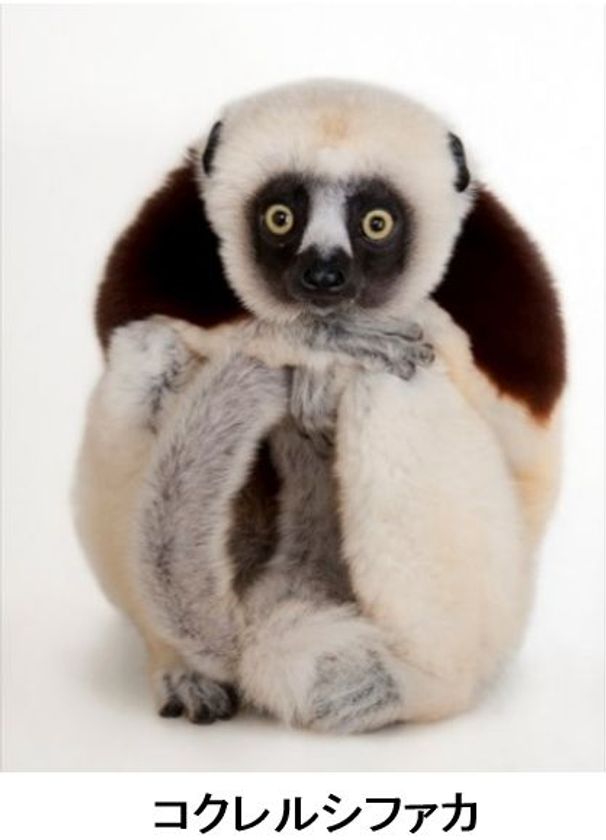 ナショナル ジオグラフィックTV『PHOTO ARK：動物の箱舟』
放送記念
「写真と映像で知る絶滅危惧種の動物展」