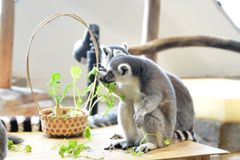 img_146140_2.jpg