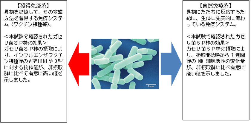 【雪印メグミルク】
ガセリ菌ＳＰ株の摂取によりインフルエンザウイルス
に対する防御機能が高まることをヒト試験で確認

