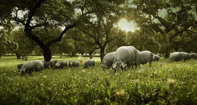 スペインの直営牧場