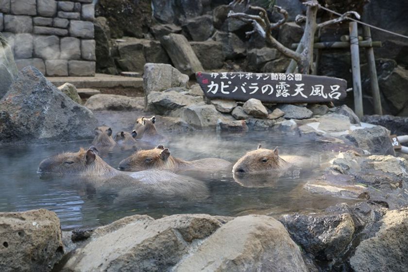 カピバラの露天風呂