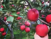 りんご農園(1)