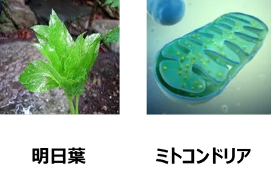 明日葉／ミトコンドリア