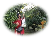 ゆず収穫体験 1