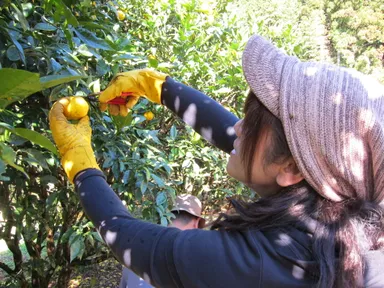 ゆず収穫体験 2