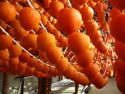 あんぽ柿の「オレンジのカーテン」は福島の冬の風物詩