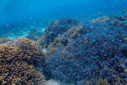石垣島近海のサンゴ