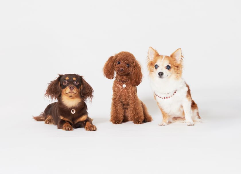 伸び続けるペット市場、ペットに本物のジュエリーを買うセレブも！
３０万円のペット用ジュエリー、1/24〜国際宝飾展に登場