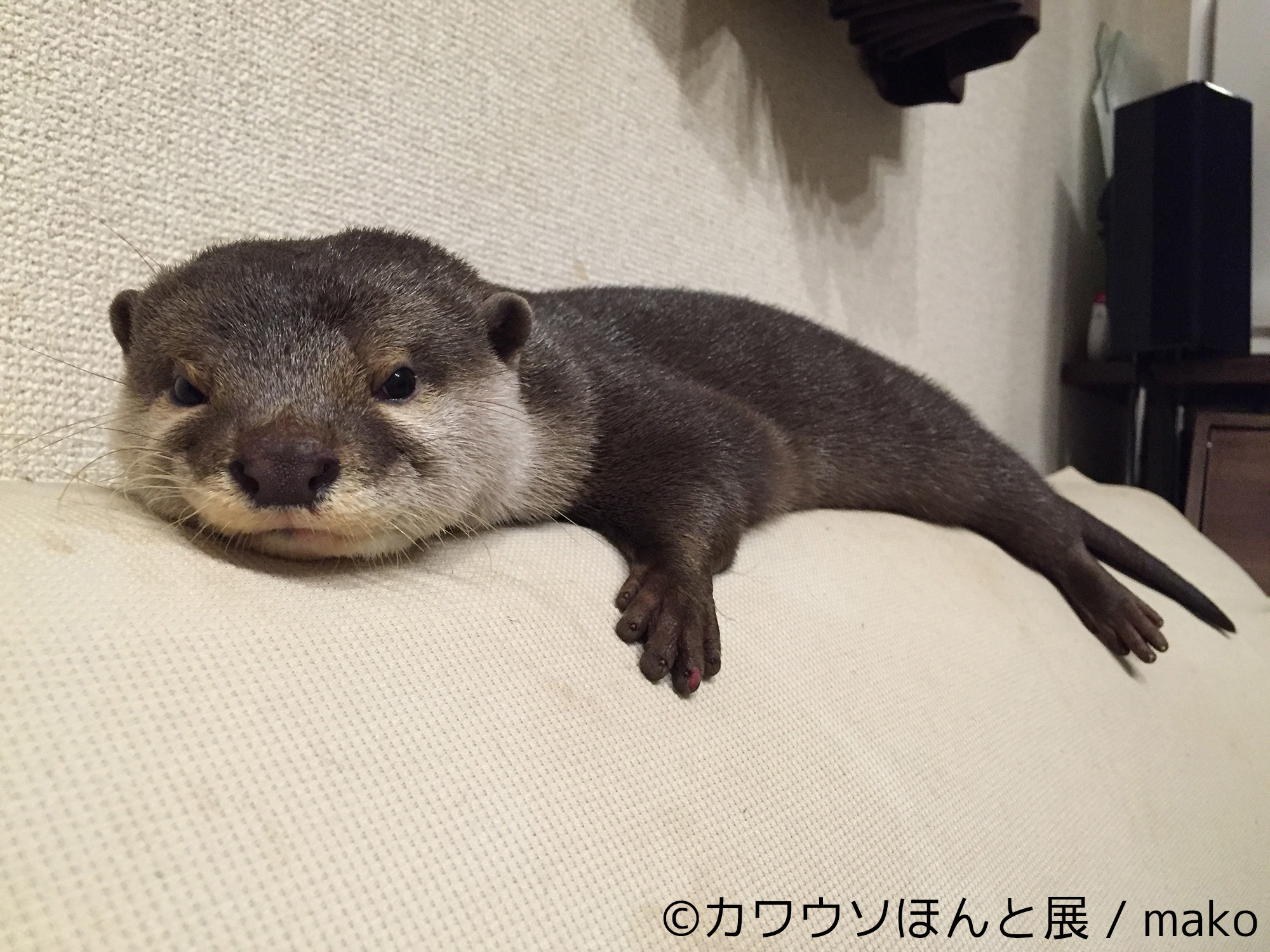 Sns人気カワウソや観光大使 ちぃたん 登場 カワウソ ほんと展 2 23 3 21名古屋 3 30 4 22東京で開催 株式会社baconのプレスリリース Sns人気カワウソや観光大使 ちぃたん 登場 カワウソ ほんと展 2 23 3 21名古屋 3 30 4 22東京で開催 株式会社baconのプレスリリース