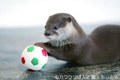 SNS人気カワウソや観光大使“ちぃたん”登場！「カワウソほんと展」2/23～3/21名古屋・3/30～4/22東京で開催