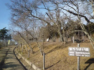 東ろうばい園(1月16日撮影)