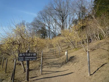 西ろうばい園(1月16日撮影)