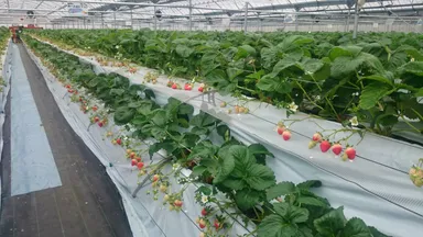 いちご(ゆうべに・さがほのか)狩り