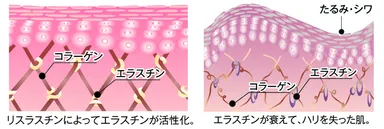 肌内部のイメージ