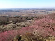 梅と関東平野の大パノラマ