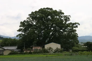 岡中の大くす(大阪府天然記念物)