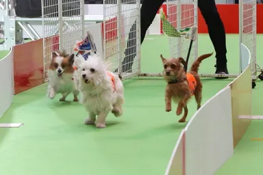 わんわんレース