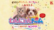 世界中の犬・猫とふれあおう！東海地区最大級のペットイベント「わんにゃんドーム」2月10日・11日にナゴヤドームで開催
