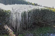 氷に覆われた茶畑