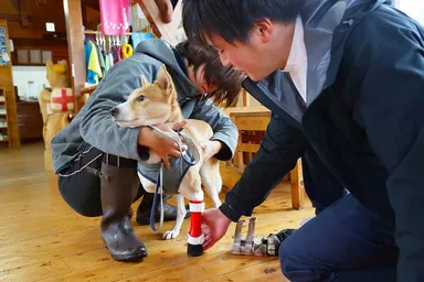 ロンドに新しい義足を装着