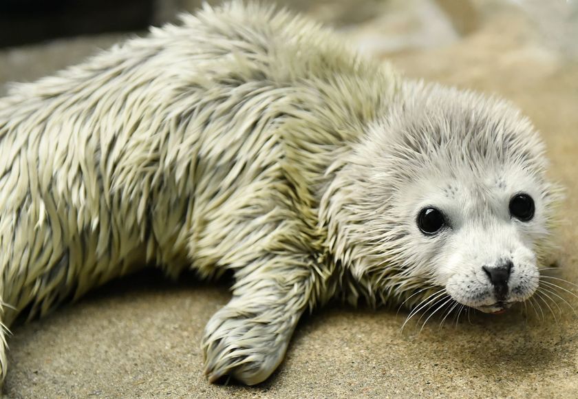 ゴマフアザラシの赤ちゃんが生まれました♪
大切に赤ちゃんを育てています 