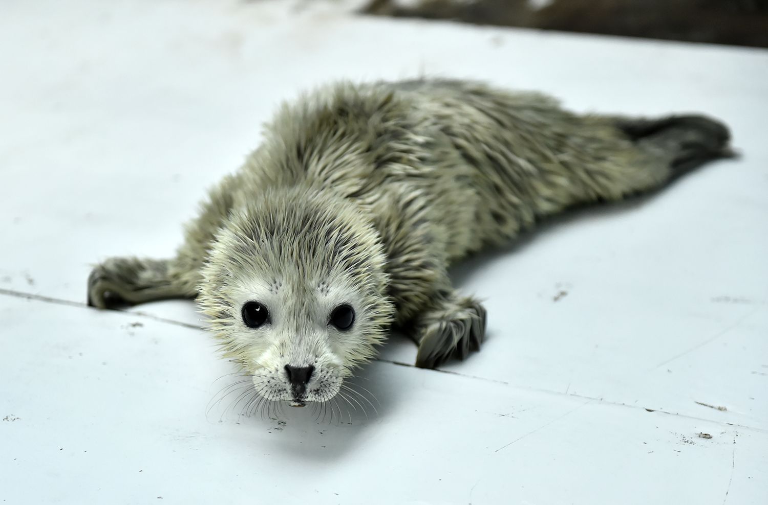 ゴマフアザラシの赤ちゃんが生まれました 大切に赤ちゃんを育てています 株式会社海遊館のプレスリリース