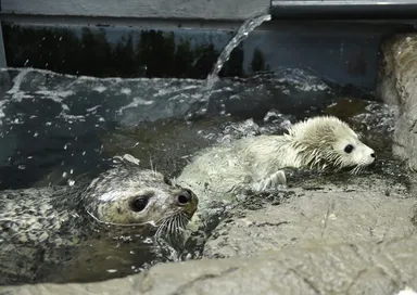 今回生まれた赤ちゃんと母親（1/29撮影）