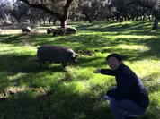 自社牧場で飼育しているイベリコ豚