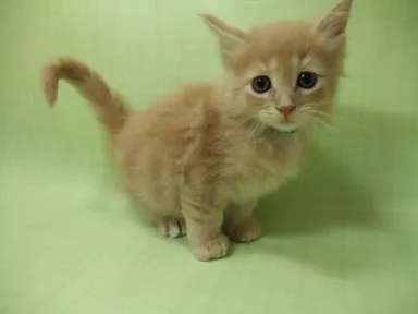 かわいいネコちゃんたちがネコリビングでお迎えします！