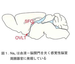 基礎医学医療研究に向けた助成金「生体の科学賞」　基礎生物学研究所の野田 昌晴氏が第2回の受賞者に決定