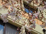 キャンパス内の桜