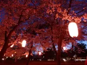 華蔵寺公園の夜桜