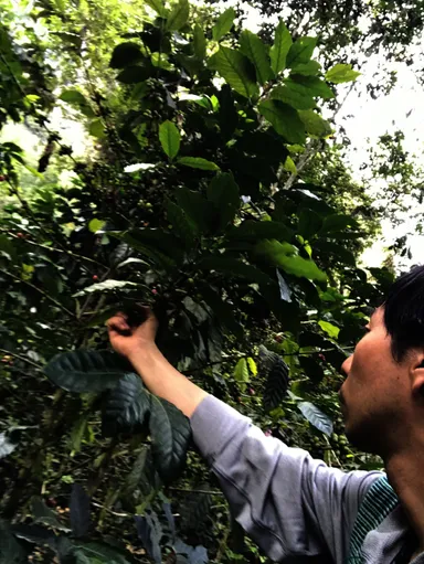 ゲイシャ収穫の様子