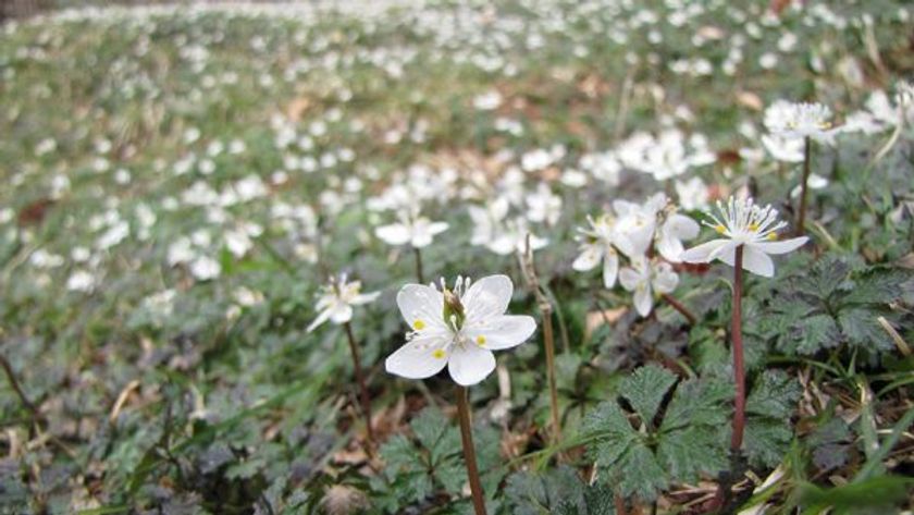 六甲高山植物園　冬季特別開園
～春の息吹を感じる6日間～