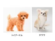 《超小型犬(※1)の代表的な犬種例》