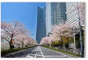 「さくら通り」過去の桜開花の様子