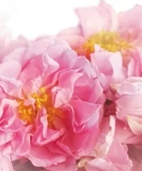 ダマスクローズ