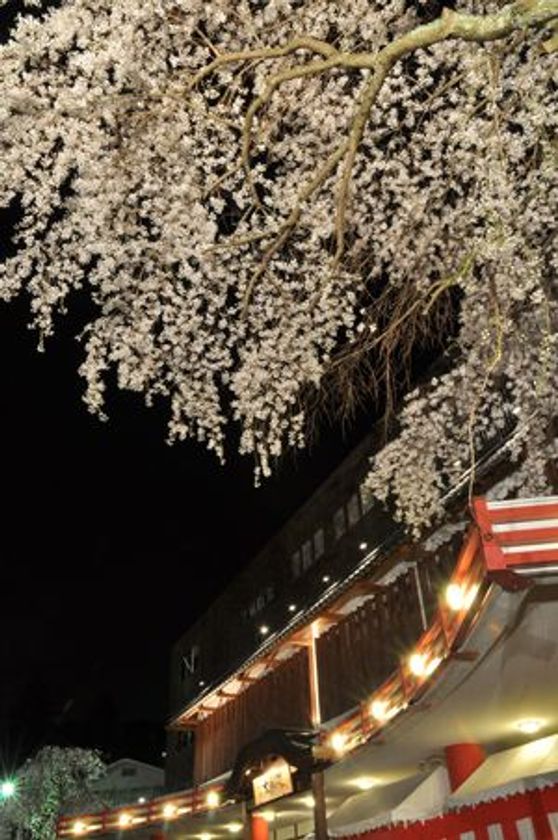 「太閤四季彩園～官兵衛古道」桜ライトアップ
および 敷地内歩行者通り抜け解禁のお知らせ
4月1日(日)より　有馬温泉 太閤の湯にて