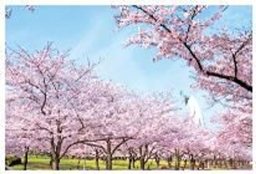 3月19日（月）より太陽の塔内部公開。
ますます盛り上がる、万博記念公園すぐ春のレジャーを満喫できる、
お得なホテルプランが登場
2018年3月1日（木）より　ホテル阪急エキスポパークにて