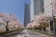 「さくら通り」過去の桜開花の様子