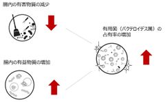 ～小麦ブランの新知見！食物繊維を食べて太りにくい腸内環境へ～小麦ブランとバーリーマックスの同時摂取による腸内環境改善効果を確認