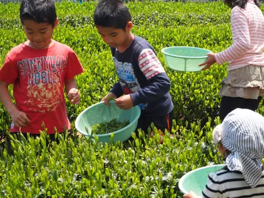 新茶摘み体験-3