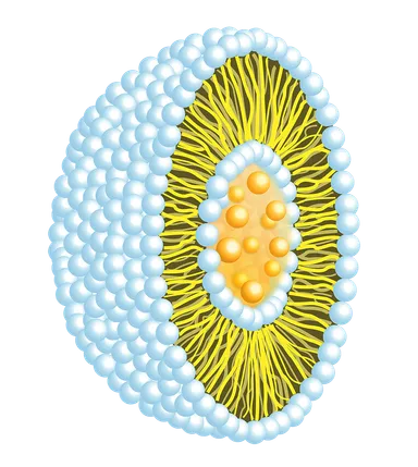 リポソームイメージ