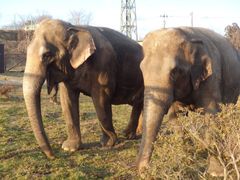 岩手サファリパークに“2頭のアジアゾウ”が帰ってくる！ゾウライド＆エサやりができる「ゾウの村」3/24(土)営業再開