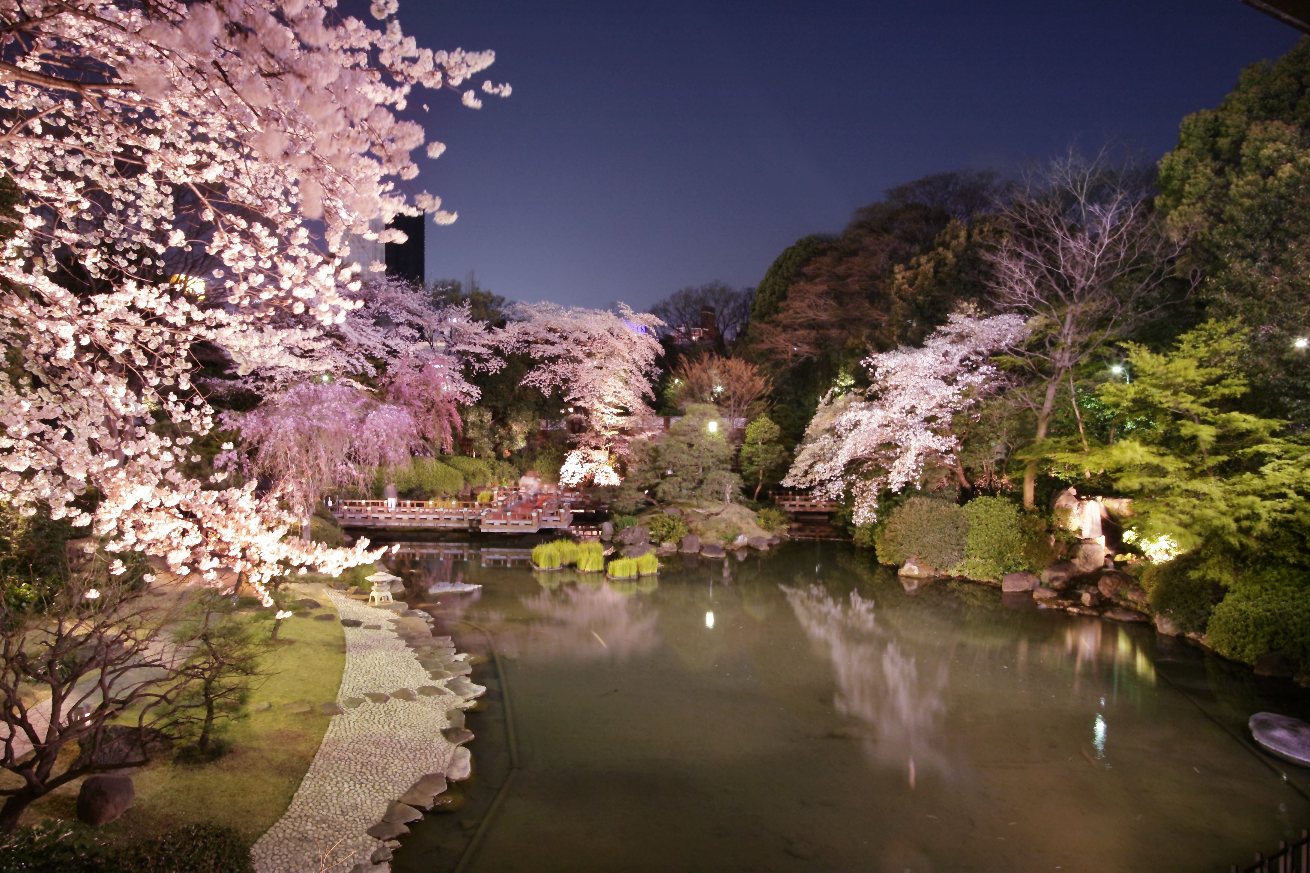 大人のお花見レストラン 神楽 原宿に3月26日オープン 桜が一面に広がる日本庭園が 非日常 を演出 株式会社東日のプレスリリース