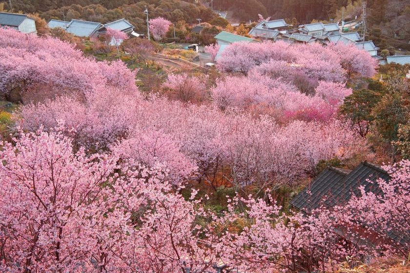 雪割桜(1)