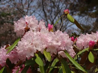 もとやま花まつり